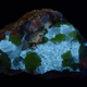 Unlike the sulfur above, this sample is lit under long-wave UV light, not short-wave. But it still appears green, because it’s interfering with the fluorescent mineral beneath it.